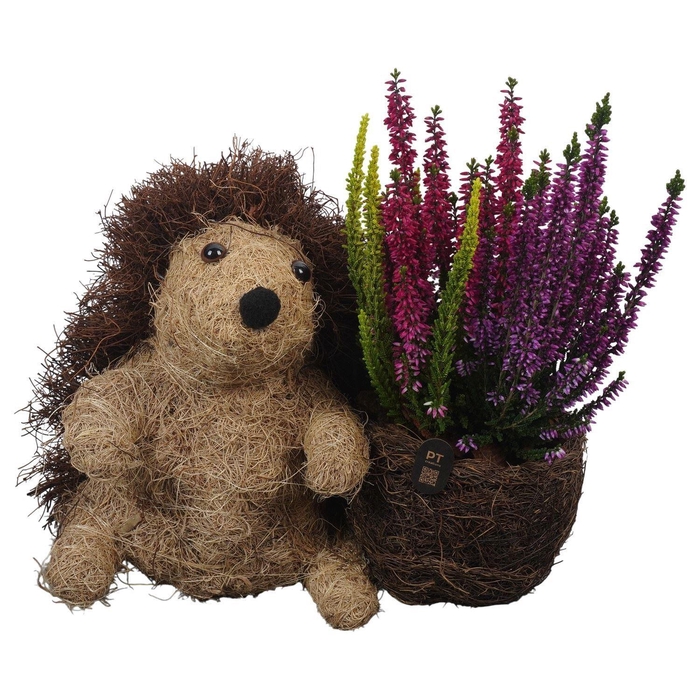 <h4>Arr.   Tuinplanten L%</h4>