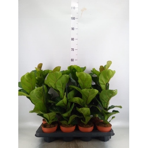 Ficus lyrata 'Bambino'