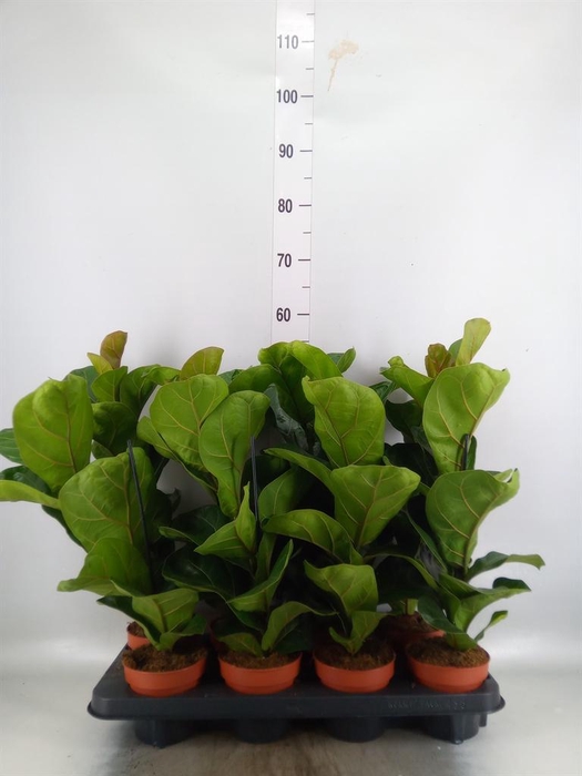 <h4>Ficus lyrata 'Bambino'</h4>