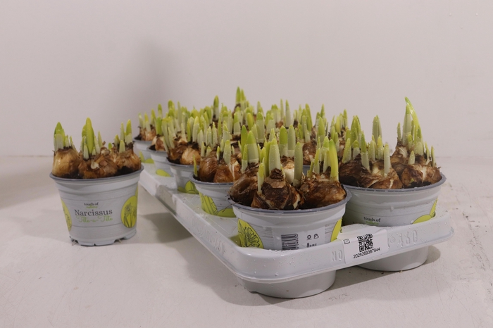 <h4>NARC O TETE A TETE</h4>