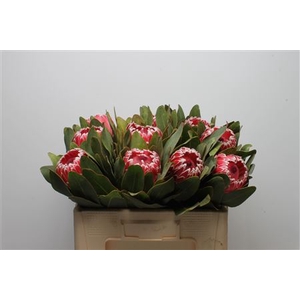 Protea Barb Candida