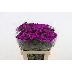 Di Barb Neon Purple