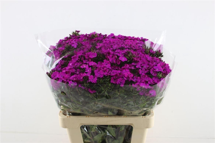 <h4>Di Barb Neon Purple</h4>