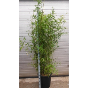 PHYLL AUREA