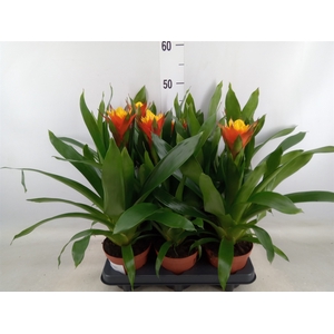 Guzmania   ...