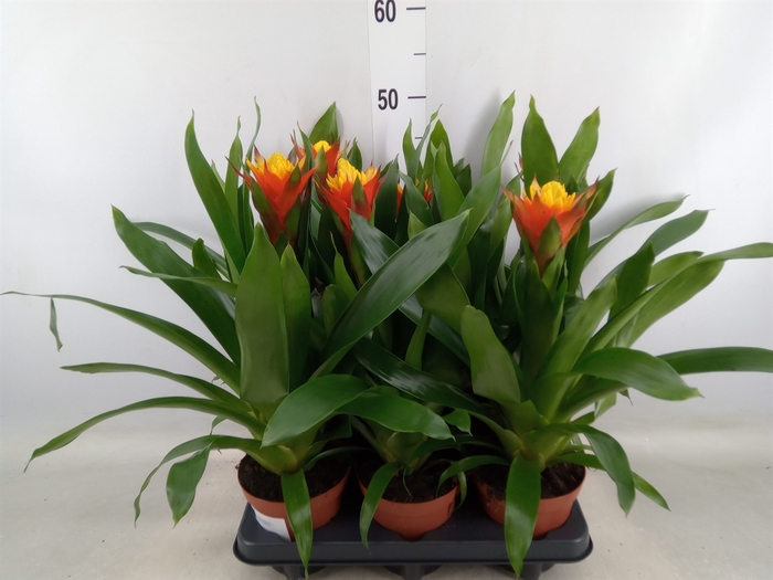 <h4>Guzmania   ...</h4>