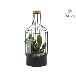 Metaal fles zwart Small met Cactussen