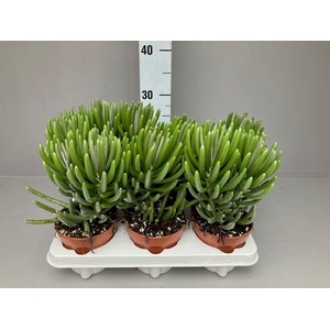 Senecio