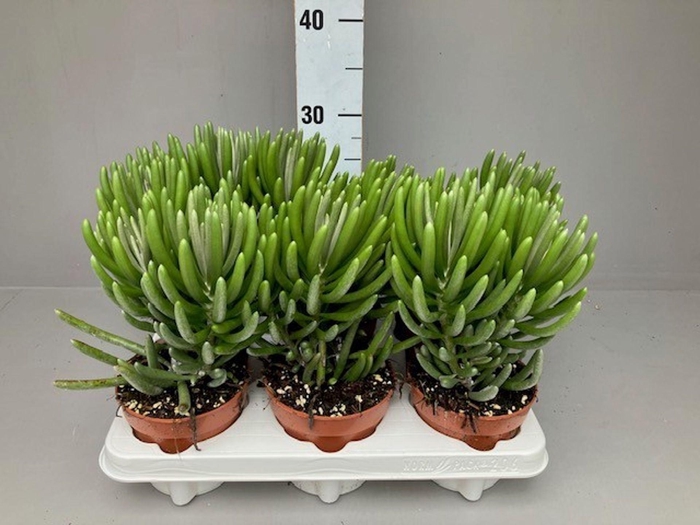 <h4>Senecio</h4>