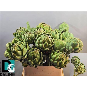 Cynara Scolymus Green 75cm