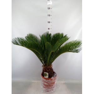 Cycas revoluta