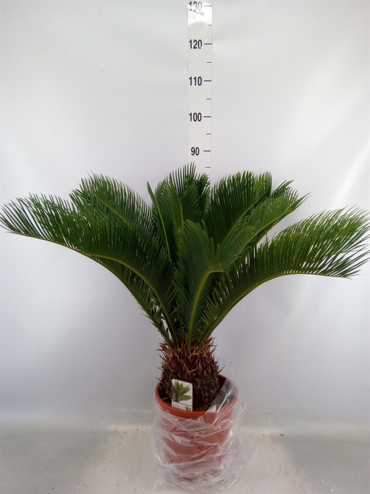 <h4>Cycas revoluta</h4>