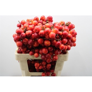 F Malus Red Sentinel Toppers Extra