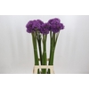 Allium Gladiator