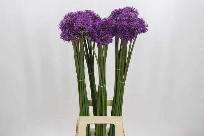 <h4>Allium Gladiator</h4>