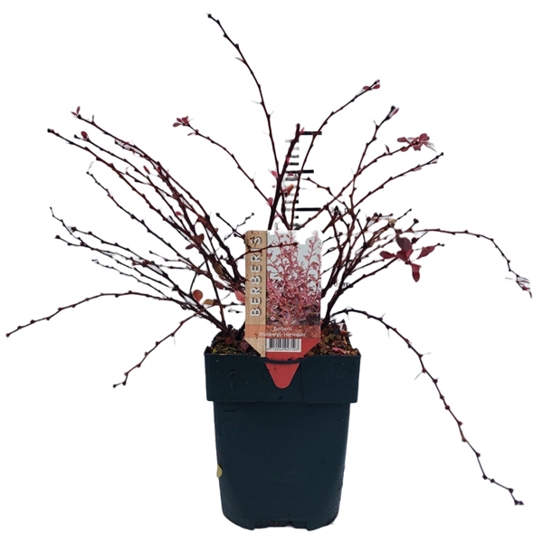 <h4>Berberis thunbergii 'Harlequin' P17</h4>