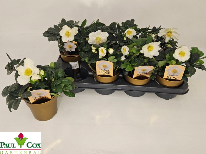 <h4>HELL NI CHR CAROL</h4>