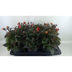 Dahlia  'Dahlinova Tempt Red'