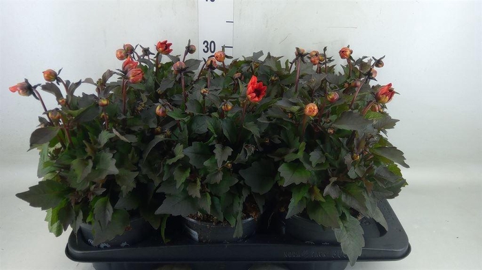 <h4>Dahlia  'Dahlinova Tempt Red'</h4>