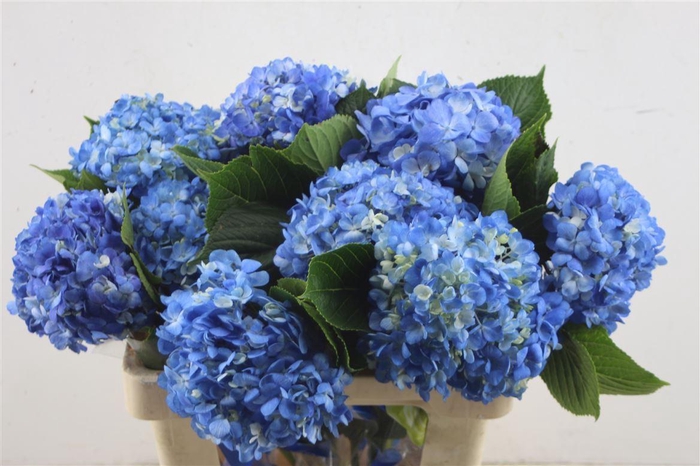 <h4>Hydr. M Dark Blue 60-16</h4>