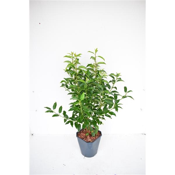 <h4>Prunus lusitanica 'Angustifolia' 70-80 cm c5 haag</h4>