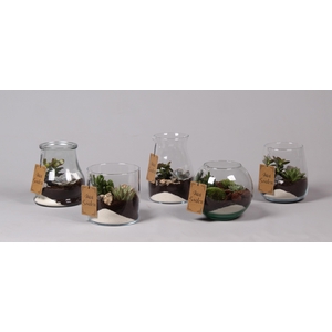 Glazen vazen mix met Succulenten