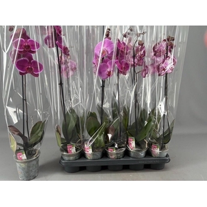 PHAL GEM