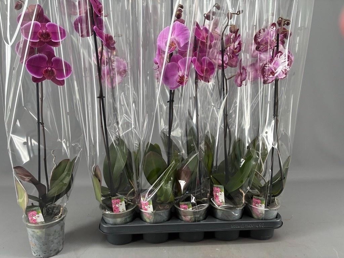 <h4>PHAL GEM</h4>