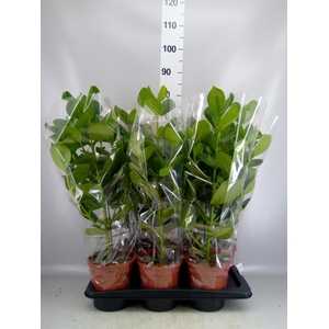 Clusia rosea 'Princess'