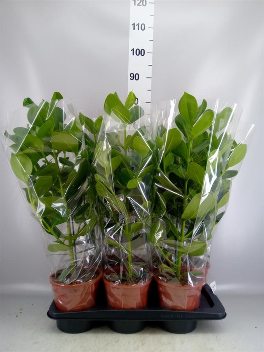 Clusia rosea 'Princess'