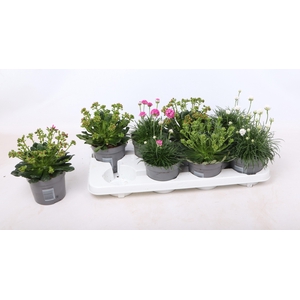 Vaste Planten mix 12 cm