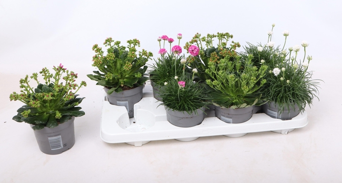 <h4>Vaste Planten mix 12 cm</h4>