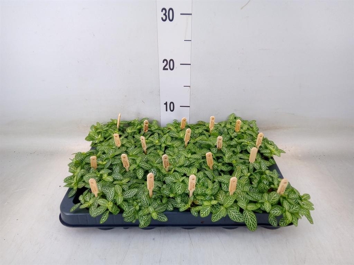 <h4>Fittonia verschaf.</h4>