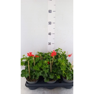 Pelargonium pelt. 'Balkon Rood'