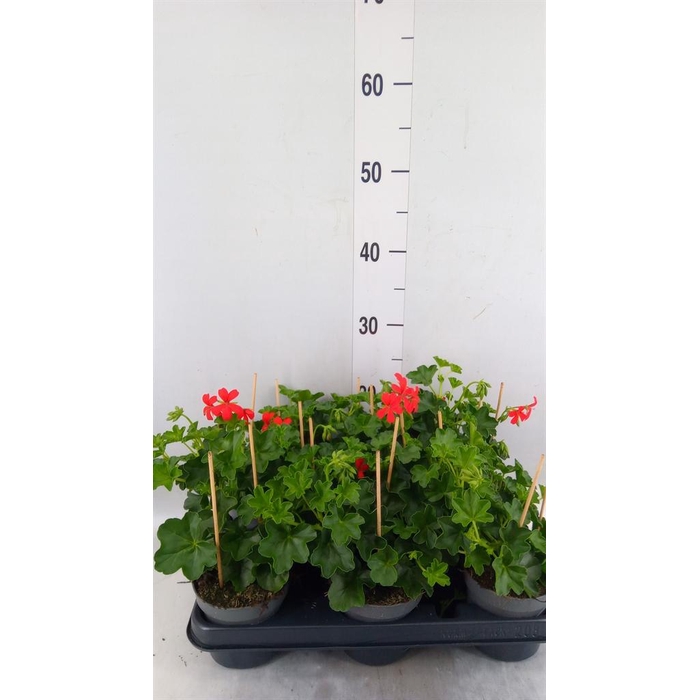 <h4>Pelargonium pelt. 'Balkon Rood'</h4>