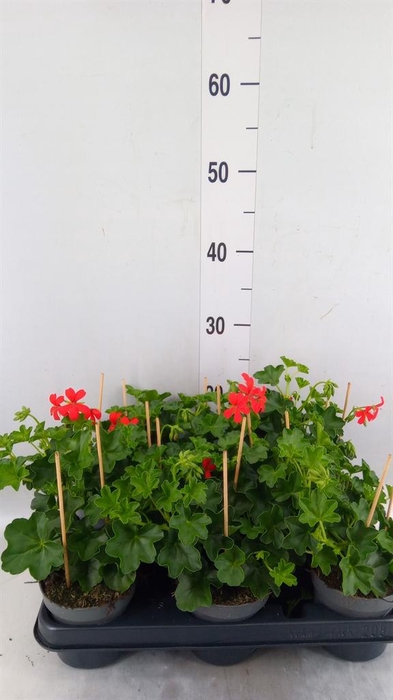 <h4>Pelargonium pelt. 'Balkon Rood'</h4>