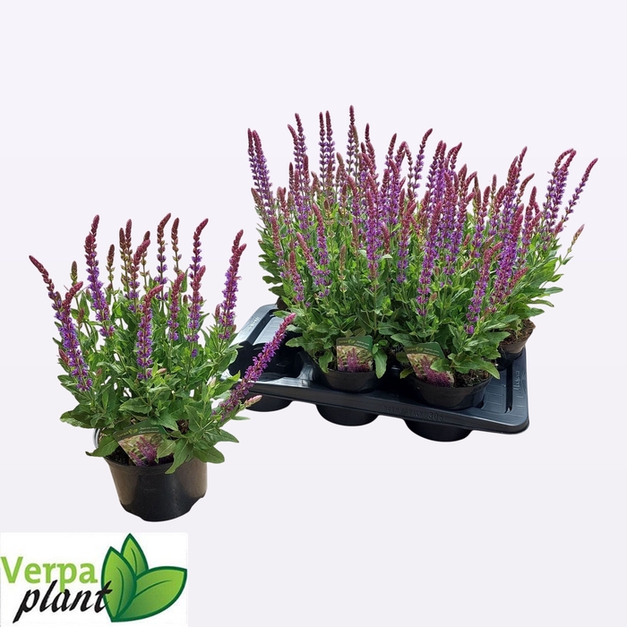 <h4>SALVIA NE OSTFRIESL</h4>