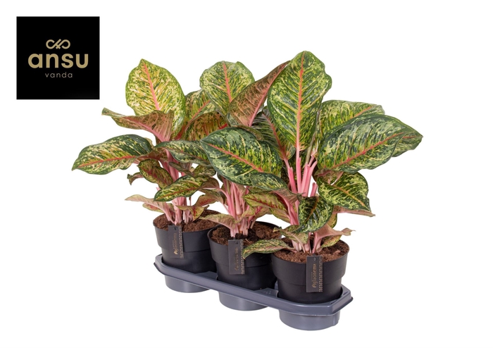 <h4>Aglaonema overig</h4>