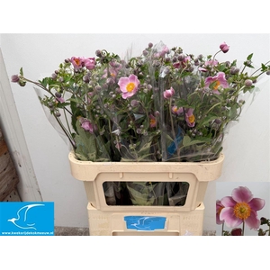 Anemone Ov Pink