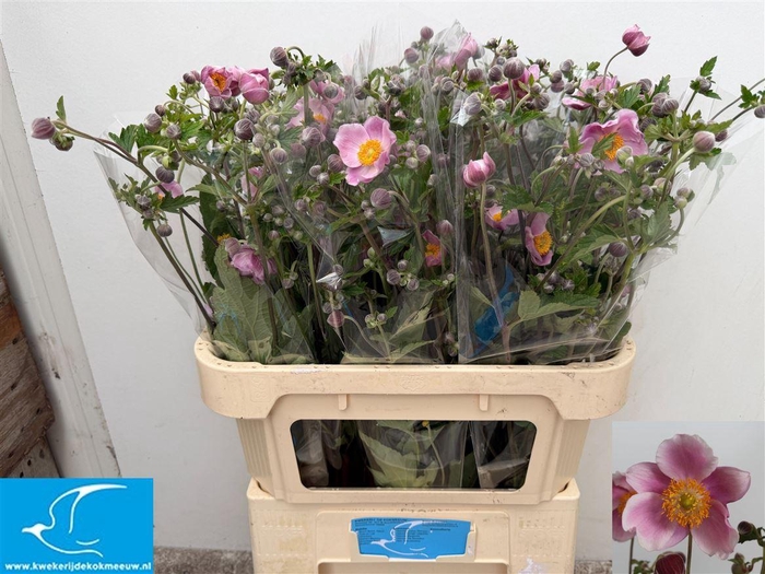 <h4>Anemone Ov Pink</h4>