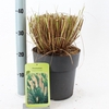 Pennisetum alopecuroides