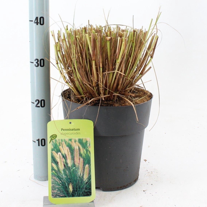 Pennisetum alopecuroides