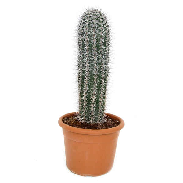 <h4>Pachycereus pringlei 26 cm</h4>