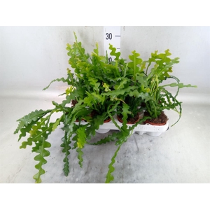 Epiphyllum anguliger