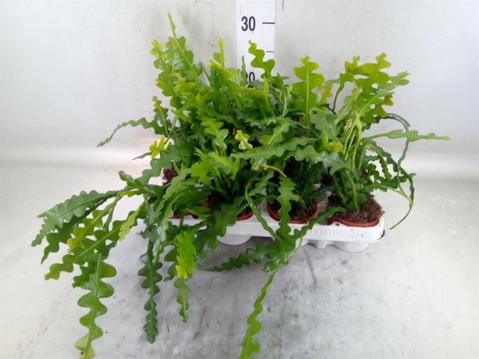 <h4>Epiphyllum anguliger</h4>