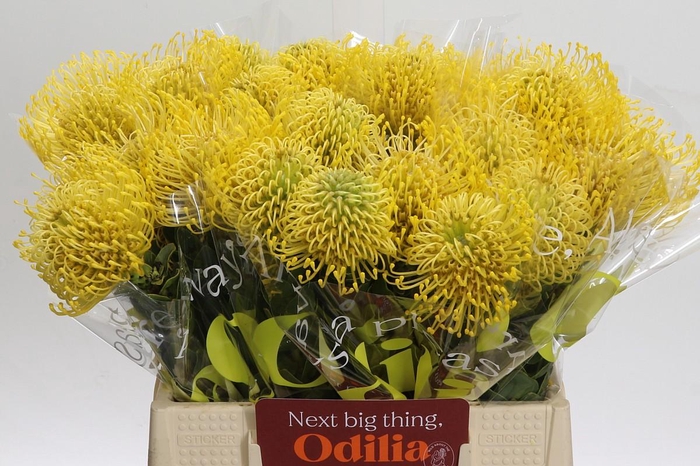 <h4>Nutans High Gold</h4>