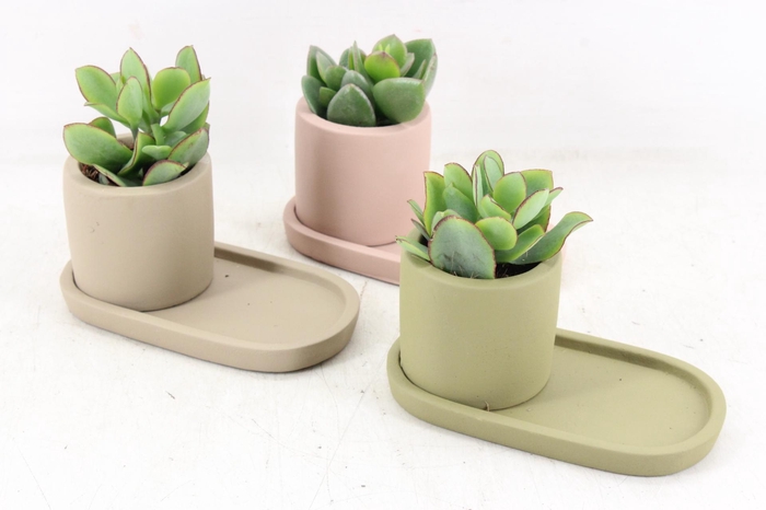 <h4>arr3 Demi - Ker. plateau mix</h4>