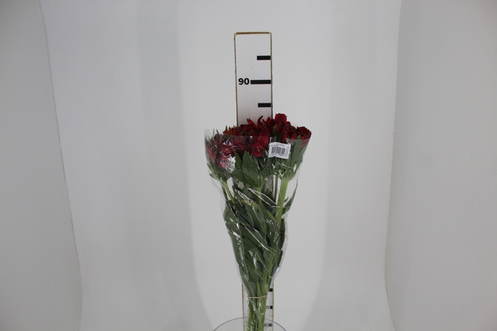 <h4>ALSTROEMERIA MERLOT 080 CM VERMELHO</h4>