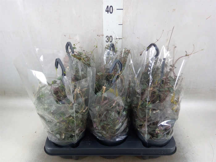 <h4>Ceropegia woodii ssp. woodii</h4>
