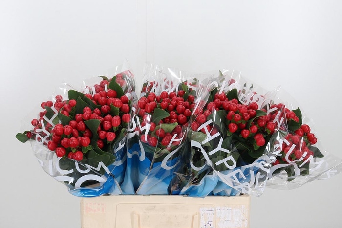 <h4>Hyp Coco Tango</h4>